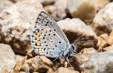 Kretania hesperica, Spanish Zephyr blue butterfly (Lepidoptera: Lycaenidae), an Iberian endemic species photographed in Tragacete, Cuenca province, Iberian System, Spain.