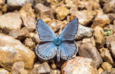 Kretania hesperica, Spanish Zephyr blue butterfly (Lepidoptera: Lycaenidae), an Iberian endemic species photographed in Tragacete, Cuenca province, Iberian System, Spain.