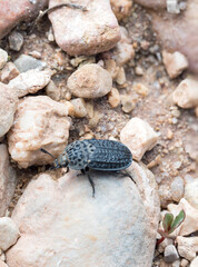 Thanatophilus rugosus, carrion beetle species (Coleoptera: Silphidae) photographed in Tragacete, Cuenca province, Iberian System, Spain.