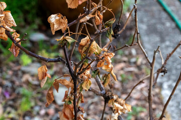 Autumn's End
