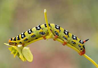 Larva of Hyles euphorbiae, spurge hawk-moth species (Lepidoptera: Sphingidae) photographed in...