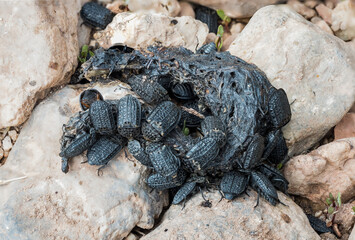 Thanatophilus rugosus, carrion beetle species (Coleoptera: Silphidae) photographed in Tragacete, Cuenca province, Iberian System, Spain.