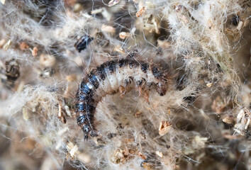 Larva of Dermestes aurichalceus, larder beetle species (Coleoptera: Dermestidae) inside the nest of Thaumetopoea pityocampa, photographed in Tragacete, Cuenca province, Iberian System, Spain.