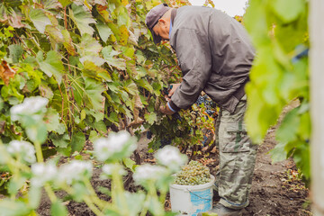Naklejka premium Portrait of an elderly man during the grape harvest.