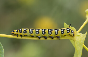 Larva of Hyles euphorbiae, spurge hawk-moth species (Lepidoptera: Sphingidae) photographed in Tragacete, Cuenca province, Iberian System, Spain, showing characteristic coloration of the larval stage.