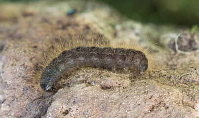 Caterpillar of Conistra rubiginea, dotted chestnut moth (Lepidoptera: Noctuidae) photographed in Tragacete, Cuenca province, Iberian System, Spain.