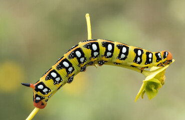 Larva of Hyles euphorbiae, spurge hawk-moth species (Lepidoptera: Sphingidae) photographed in Tragacete, Cuenca province, Iberian System, Spain, showing characteristic coloration of the larval stage.