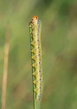Larva of Symphyta sp., sawfly species (Hymenoptera: Symphyta) photographed in Tragacete, Cuenca province, Iberian System, Spain.