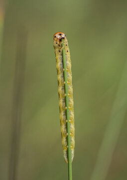 Larva of Symphyta sp., sawfly species (Hymenoptera: Symphyta) photographed in Tragacete, Cuenca province, Iberian System, Spain.