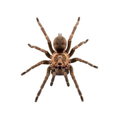 Tarantula spider isolated on transparent background, a large and hairy arachnid