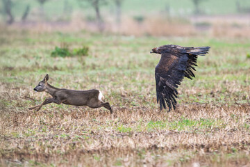 A white-tailed eagle hunts a young doe at a forest meeting.