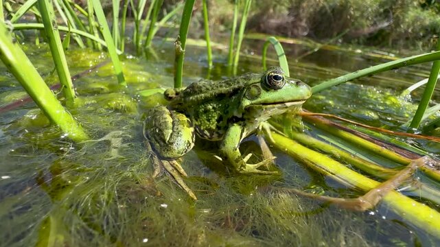Green pool frog (Pelophylax lessonae) is  European frog in family Ranidae sitting in thick algae on seaweed in fast-flowing river against the backdrop of tree-lined bank. View amphibian in wildlife