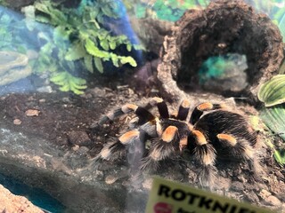 Red-knee tarantula in terrarium enclosure
Close-up of a red-knee tarantula (Brachypelma smithi) resting on the ground inside a glass terrarium with plants, soil, and a wooden hiding cave .