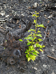 Burned birch tree sprouting from the stump after being burned by a fire that broke out in Redes Natural Park in August 2025.