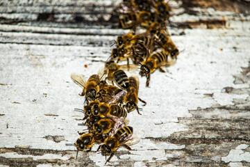 Close-up of a swarm of honeybees emerging from a weathered wooden hive entrance. 