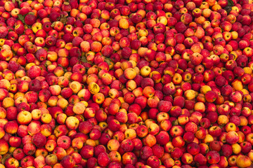 Massive Pile of Freshly Harvested Apples. Abundance of Red Apples in the garden. 