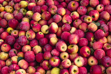 Massive Pile of Freshly Harvested Apples. Abundance of Red Apples in the garden. 