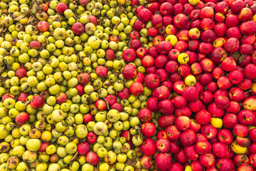 Massive Pile of Freshly Harvested Apples. Abundance of Red Apples in the garden. 