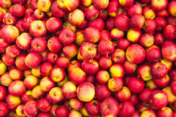 Massive Pile of Freshly Harvested Apples. Abundance of Red Apples in the garden. 