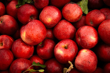 Massive Pile of Freshly Harvested Apples. Abundance of Red Apples in the garden. 