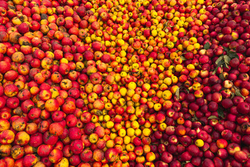 Massive Pile of Freshly Harvested Apples. Abundance of Red Apples in the garden. 