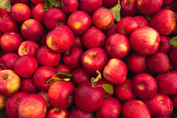 Massive Pile of Freshly Harvested Apples. Abundance of Red Apples in the garden. 