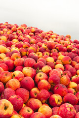 Massive Pile of Freshly Harvested Apples. Abundance of Red Apples in the garden. 
