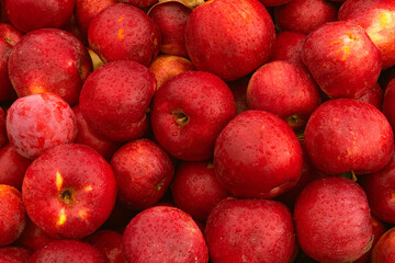 Massive Pile of Freshly Harvested Apples. Abundance of Red Apples in the garden. 