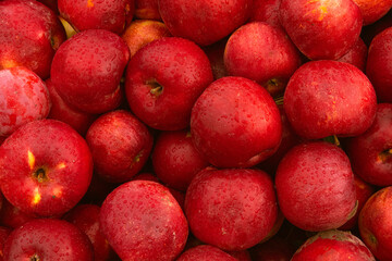 Massive Pile of Freshly Harvested Apples. Abundance of Red Apples in the garden. 