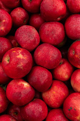 Massive Pile of Freshly Harvested Apples. Abundance of Red Apples in the garden. 