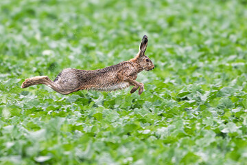 A hare runs across a field from an attacking predator.