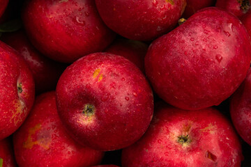 Massive Pile of Freshly Harvested Apples. Abundance of Red Apples in the garden. 