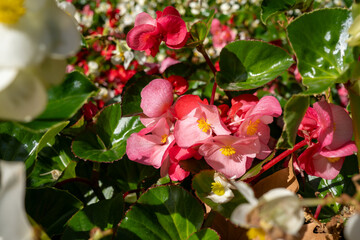 Pink begonia flowers surrounded by green leaves and sunlight.