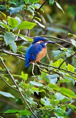 kingfisher