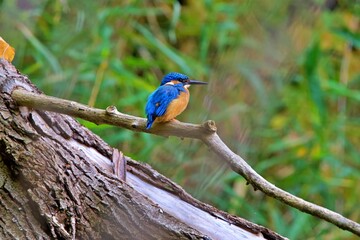 kingfisher
