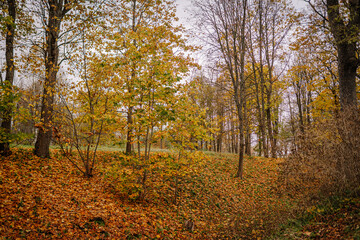 Fototapeta premium Autumn landscape featuring vibrant orange and yellow foliage covering the ground, surrounded by trees in a serene natural setting