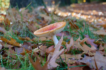 fly agaric among the autumn leaves and the grass