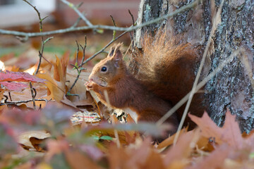squirrel sits eating among the autumn leaves near a tree in the sun