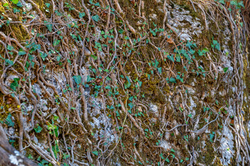 Hedera helix, the common ivy, European ivy, King's Choice ivy, or just ivy, is a species of flowering plant in the family Araliaceae. It is native to most of Europe and parts of Adamkayalar, Selge Ant