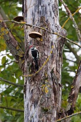 middle spotted woodpecker