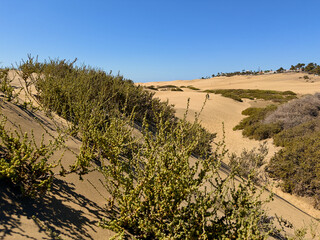 Green shrubs on golden sand dunes beneath clear blue sky, bright arid landscape.