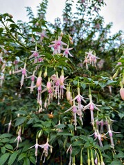 Pale pink fuchsia flowers hanging from a green garden shrub, natural soft focus.