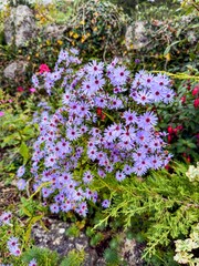 Purple aster flowers blooming beside an ivy-covered stone wall in a country garden.