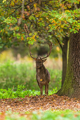 Fallow Deer Dama dama male in forest under oak tree during autumn day