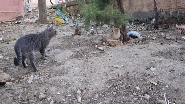 The moment two stray cats fought for power on the street