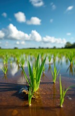 Obraz premium Flooded farm field with young crops under sky. Plant sprouts rise from water. Agriculture faces challenges in climate change. Green sprouts thrive despite inundation. Blue sky with clouds above