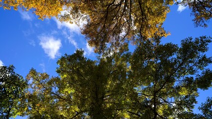 Looking up at green and yellow tree crowns against a blue sky on a sunny autumn day. Beautiful natural canopy view with bright leaves and sunlight.
