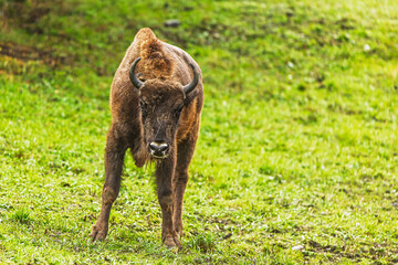 Fototapeta premium European bison Bison bonasus standing alert on grassy field after rain