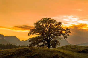 Allgäu - Baum - Sonnenuntergang - Baum - Oberstdorf 