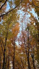 Fototapeta premium A low-angle, worm's-eye view of tall beech trees with golden-yellow autumn foliage against a blue sky.